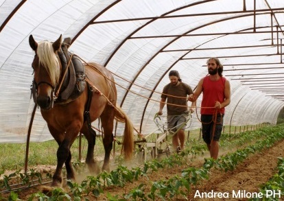 Agricoltura: un positivo ritorno all’antico