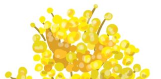 Mimosa