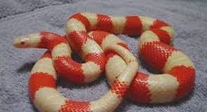 Reptilia Expo