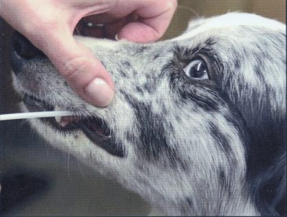 Dna dei cani: ecco cosa fare per essere in regola