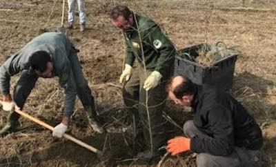Cento nuovi alberi nel bosco del Gerbasso di Carmagnola