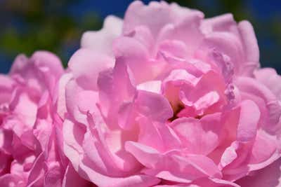 fiore