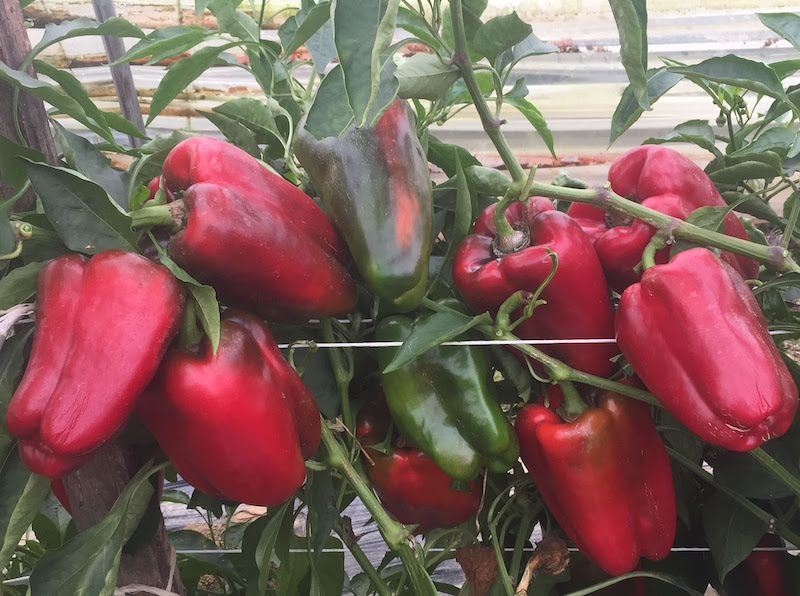 Salgono a cinque le varietà di peperoni carmagnolesi