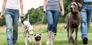 passeggiata a sei zampe