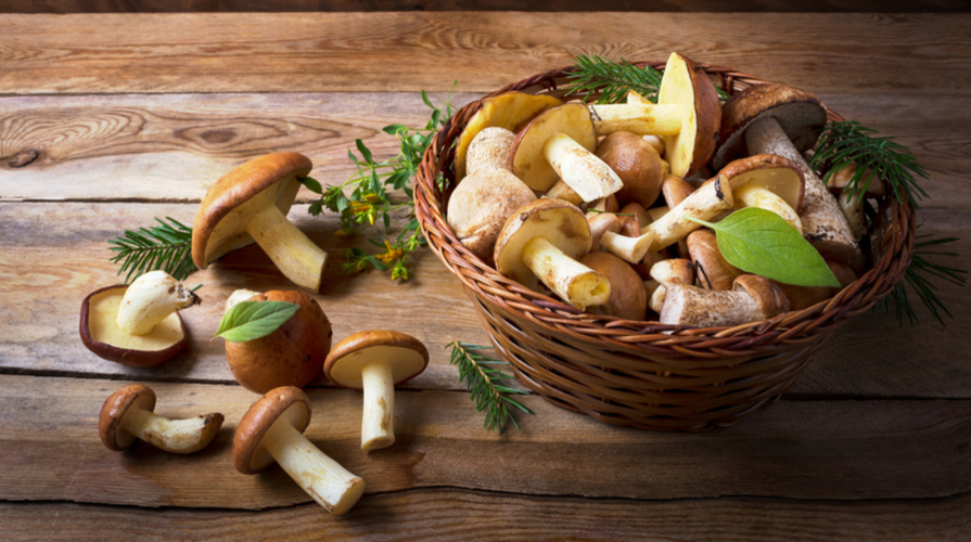 corso formazione riconoscimento funghi