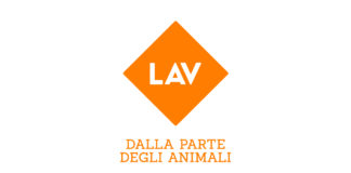 lav in piazza