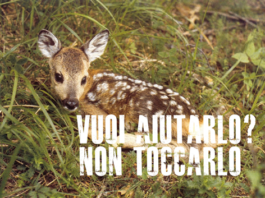 fauna selvatica