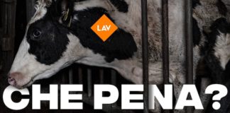 lav petizione maltrattamento animali