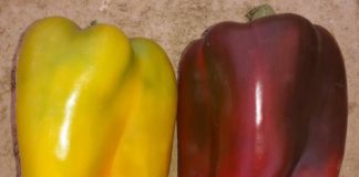 Premio giornalistico Città di Carmagnola peperone peperoni agricoltura