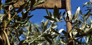 ulivo domenica delle palme Ceresole d'Alba