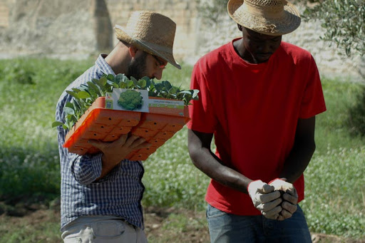 migranti settore agricolo piemonte manodopera 3
