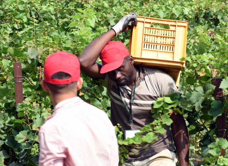 migranti settore agricolo piemonte manodopera 3