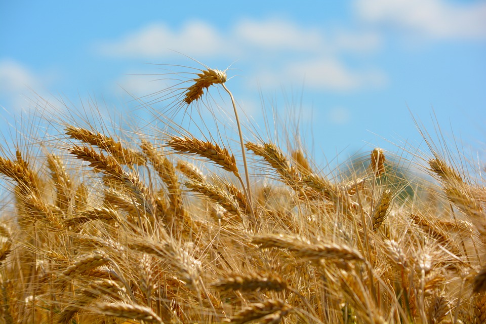Agricoltura ed emergenza Covid-19, parola a Coldiretti e Confagricoltura
