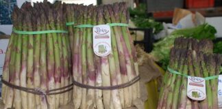 Sagra dell'asparago di Santena 2020