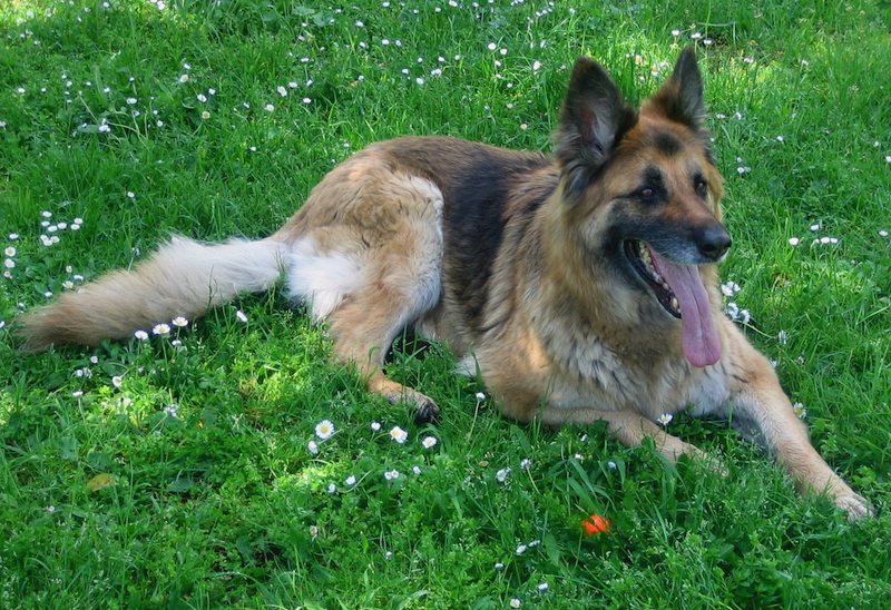 dna dei cani carmagnola