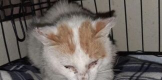 giulio appello gatti veterinario