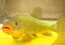 tinca gobba dorata del Pianalto di Poirino