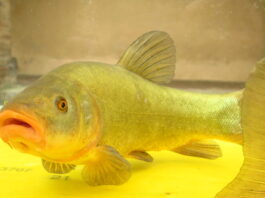 tinca gobba dorata del Pianalto di Poirino