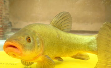 tinca gobba dorata del Pianalto di Poirino