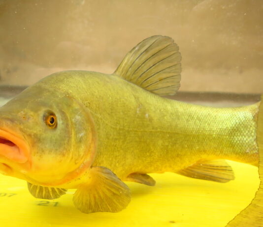 tinca gobba dorata del Pianalto di Poirino
