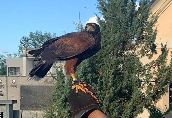 In servizio Jack, il falco che scaccia i piccioni a Carmagnola