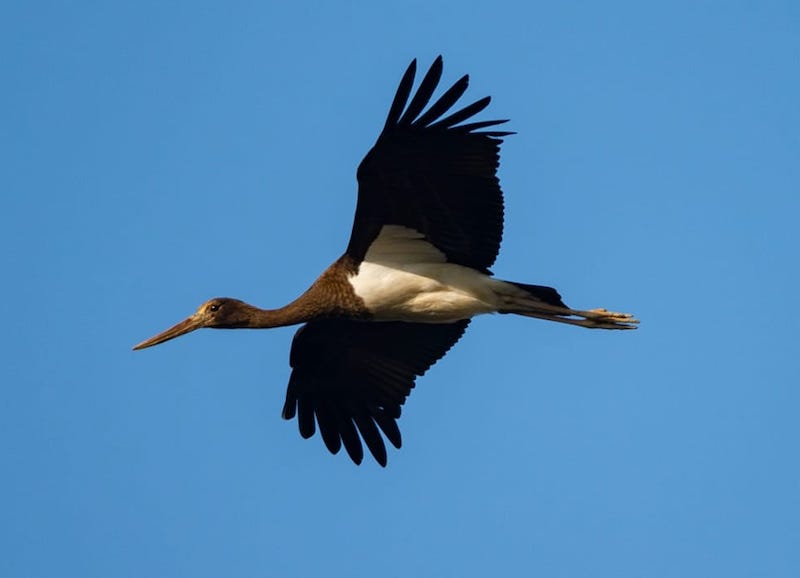 cicogna nera in volo ph Filippo Marmo