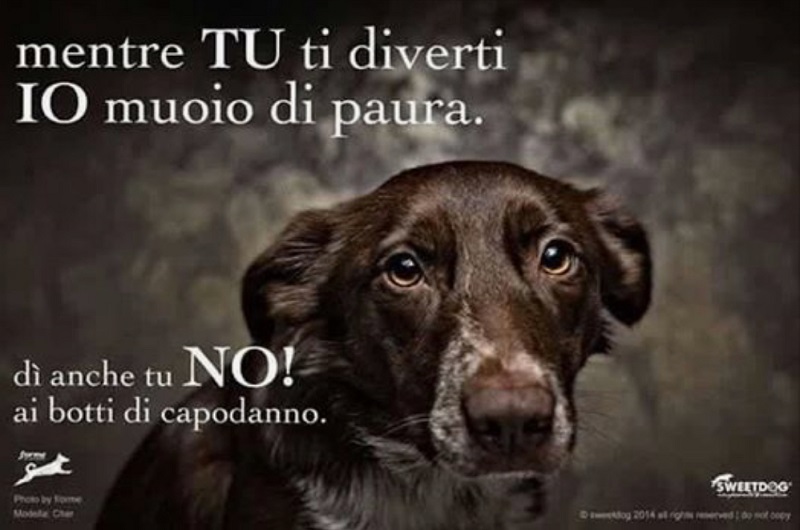 vinovo botti capodanno