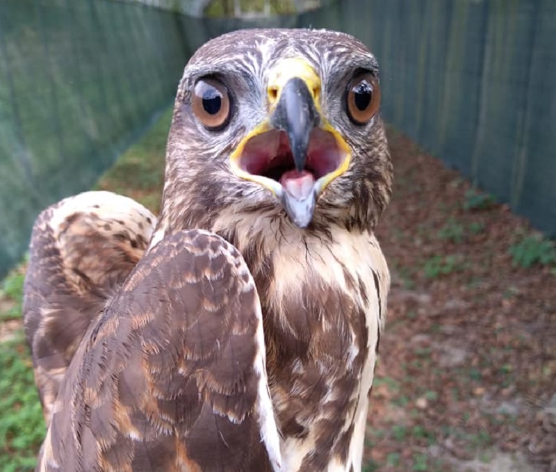 Racconigi: raccolta fondi per aiutare il Centro Recupero Animali Selvatici