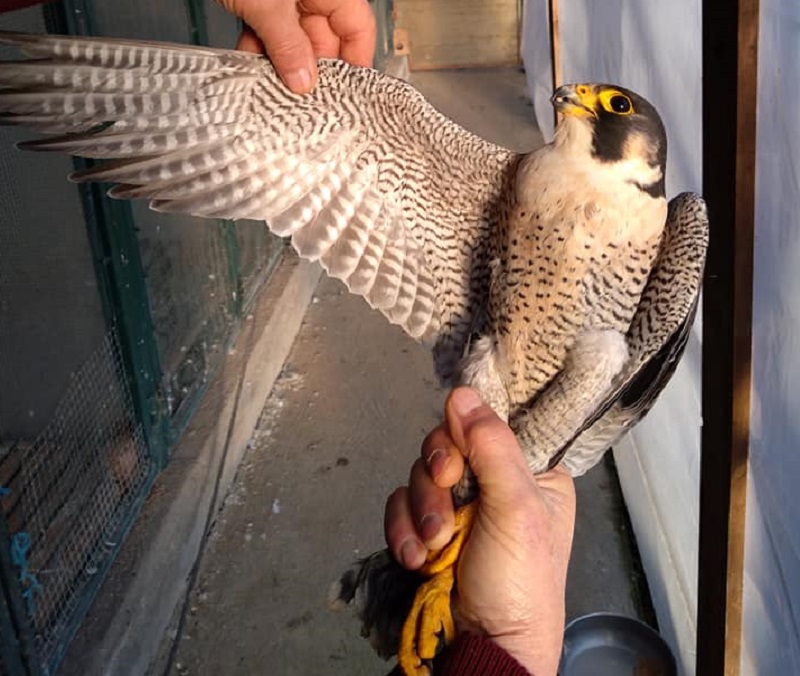 falco Racconigi