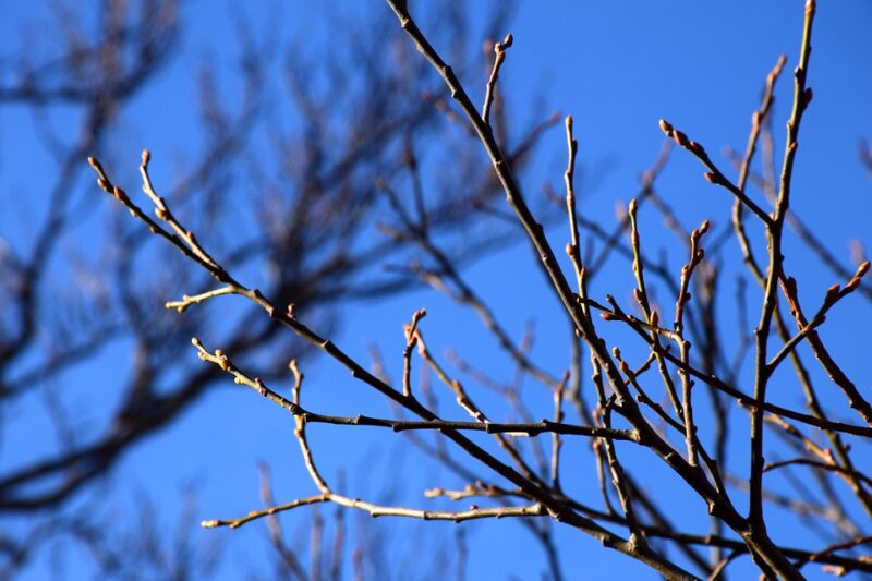 villastellone vegetazione