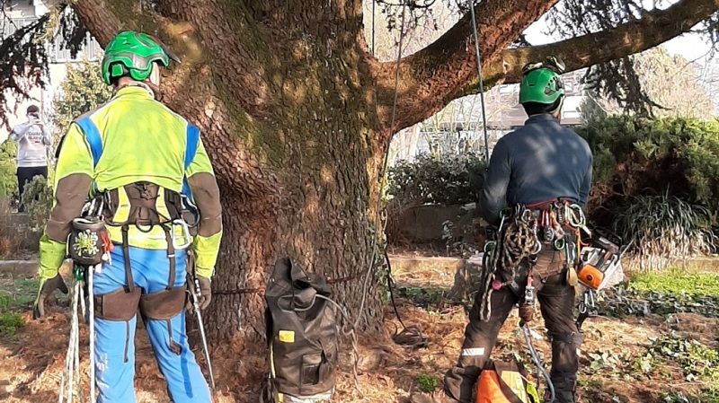 Lombriasco tree climbing