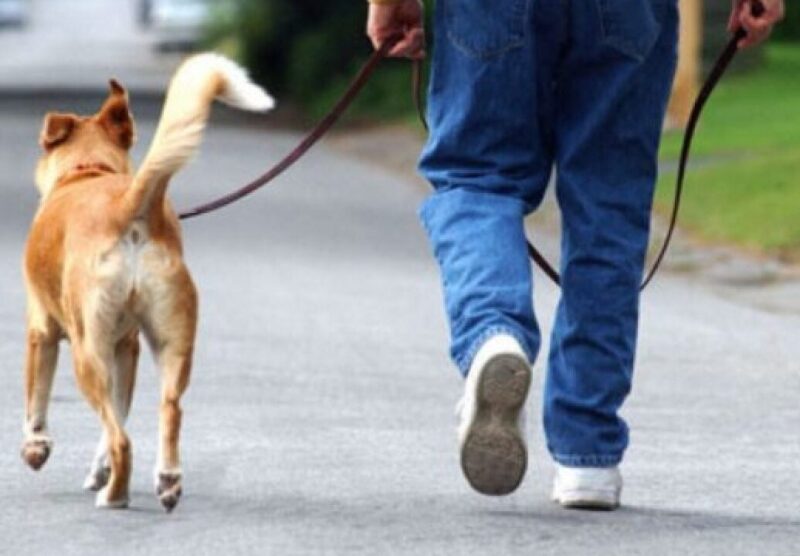 Osasio cani