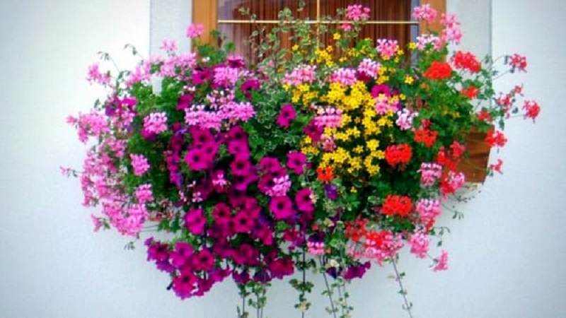 Al via il concorso "Ceresole in fiore" 2021