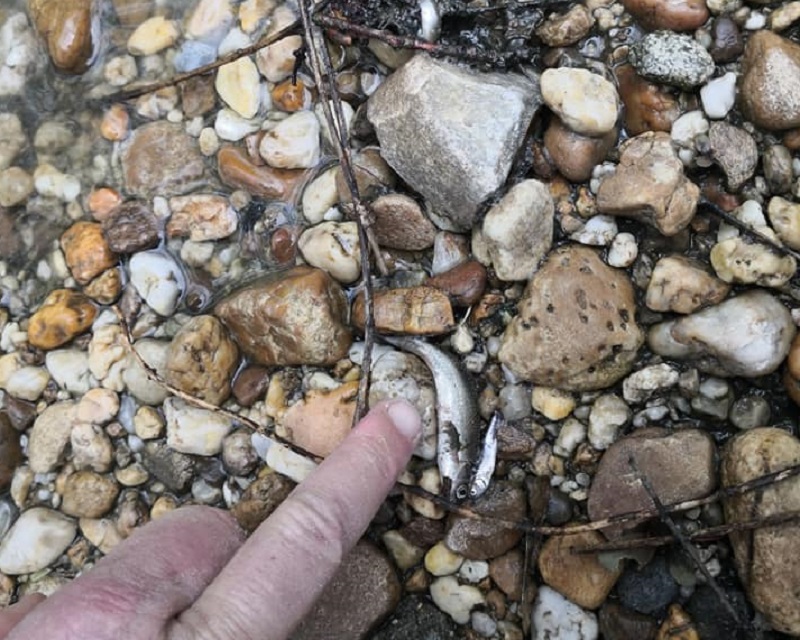 rio verde Poirino