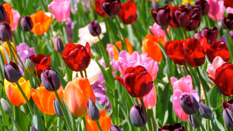 Messer Tulipano online