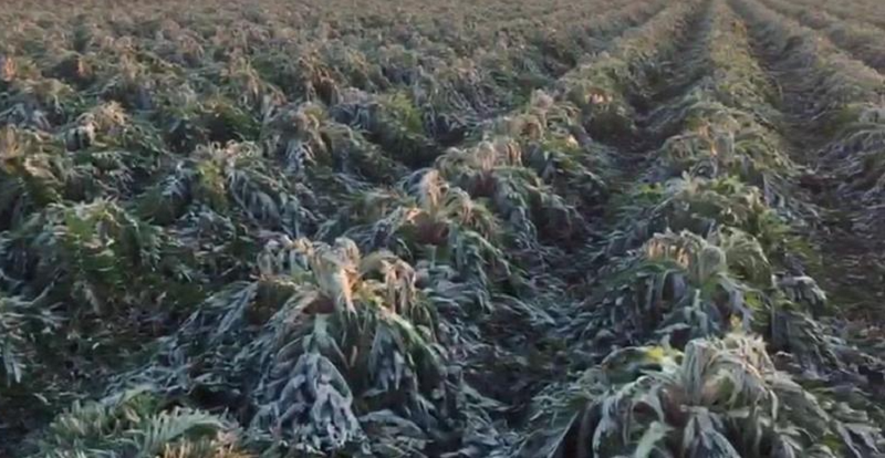 Racconigi: sostegni agli agricoltori per i danni da gelo