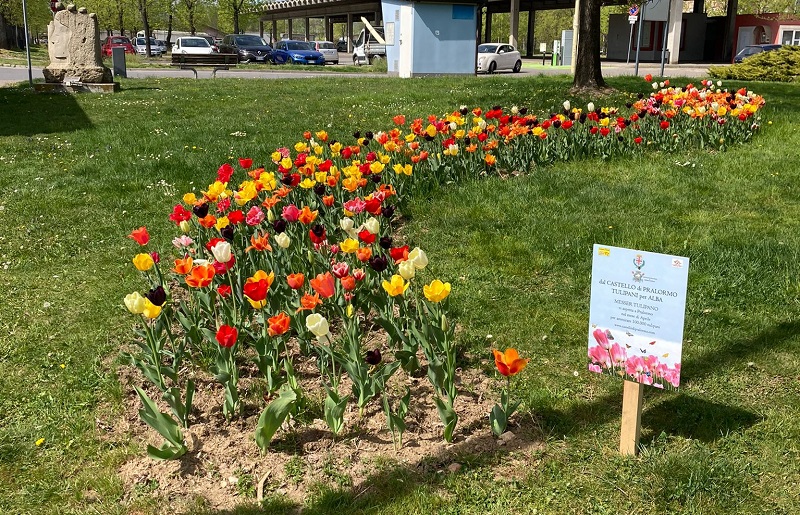 tulipano alba Pralormo