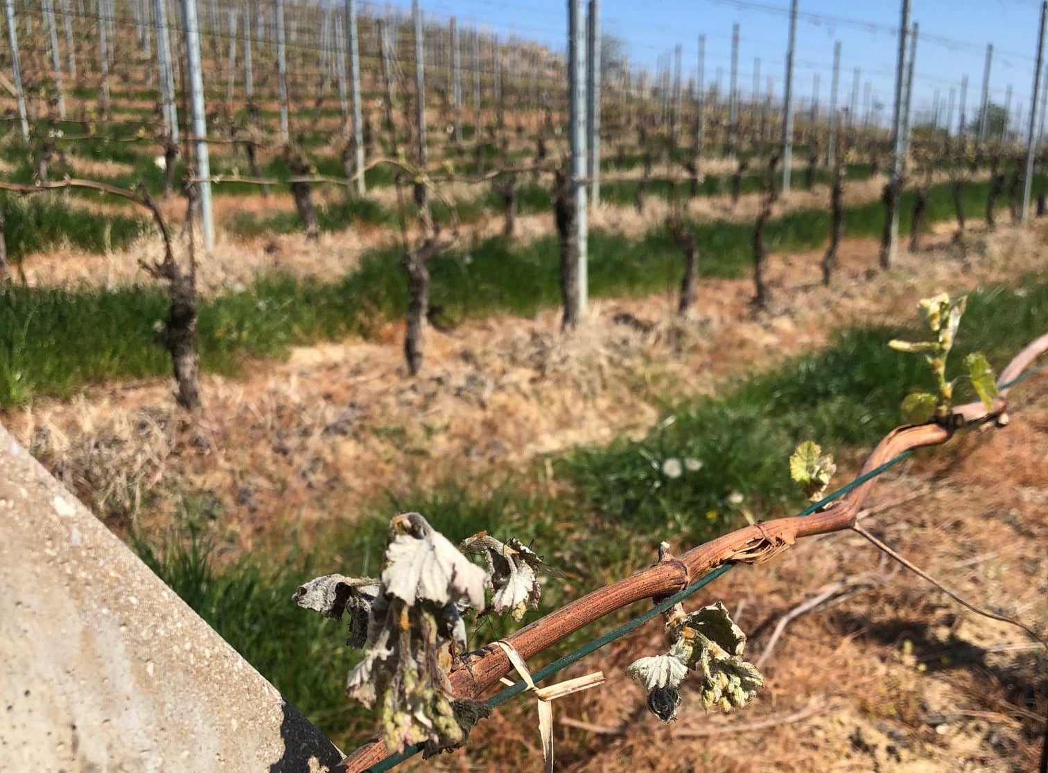 Ondata di gelo: duro colpo per l'agricoltura in Piemonte, a partire dai vigneti