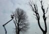 manutenzione degli alberi a carmagnola
