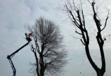 manutenzione degli alberi a carmagnola