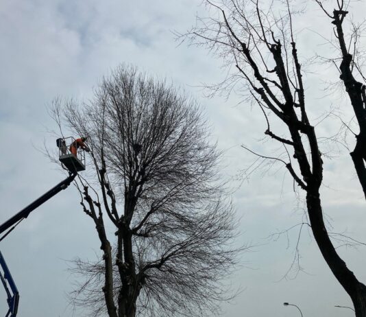manutenzione degli alberi a carmagnola