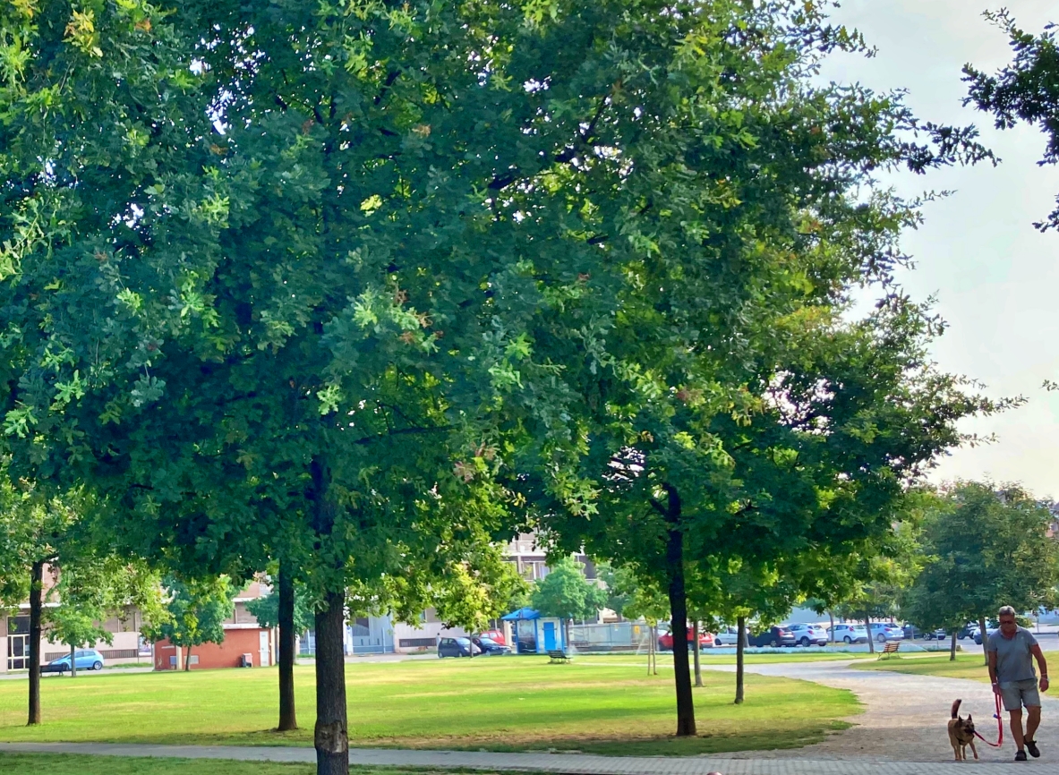 Cresce il nuovo verde pubblico a Carmagnola