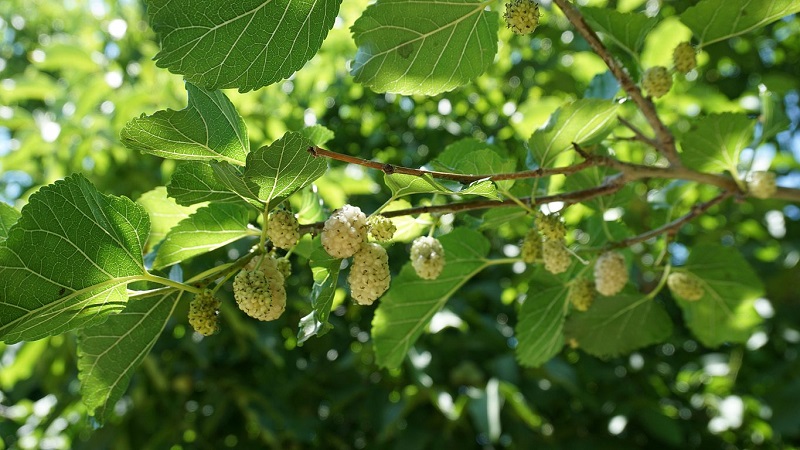 caccia al gelso Racconigi
