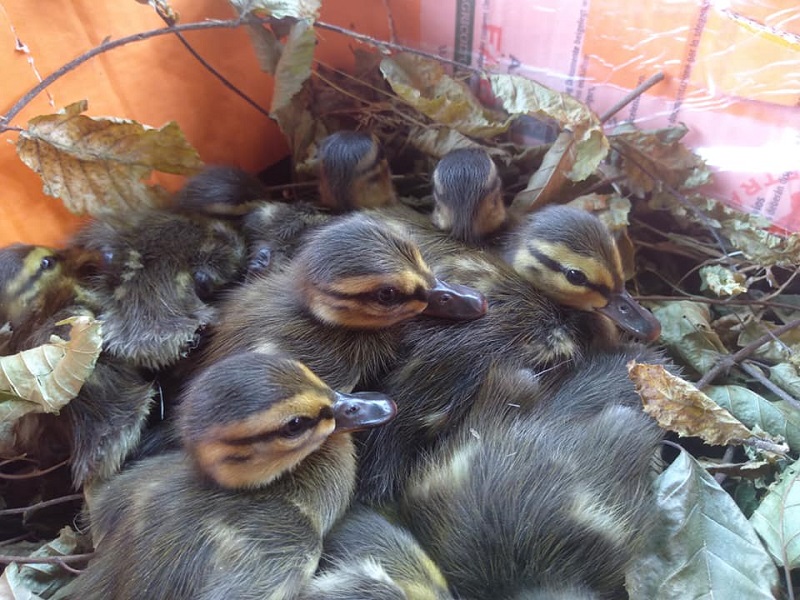Un'intera nidiata di Germano reale salvata dal Cras a Racconigi