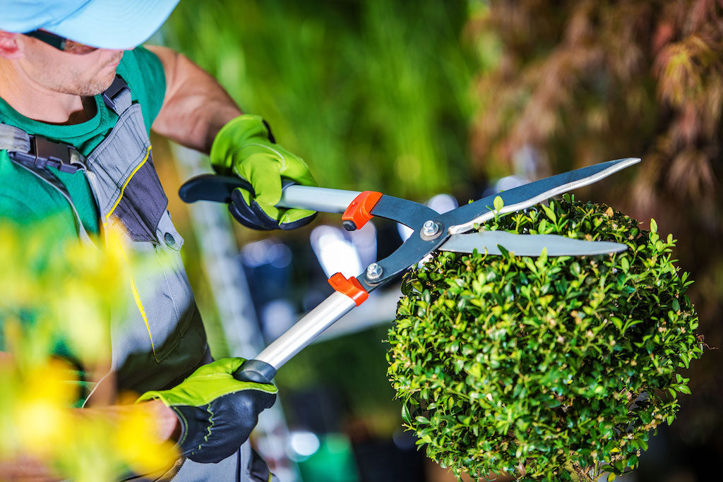 Lavoro nel verde Carmagnola