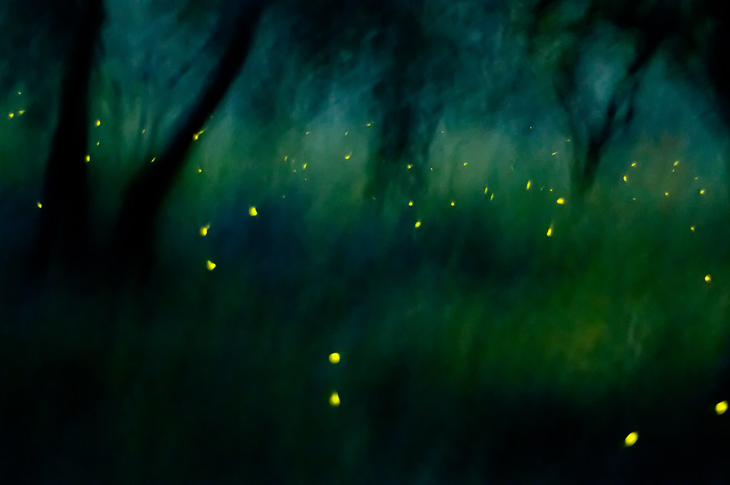 Passeggiata nel Bosco del Gerbasso alla scoperta delle lucciole