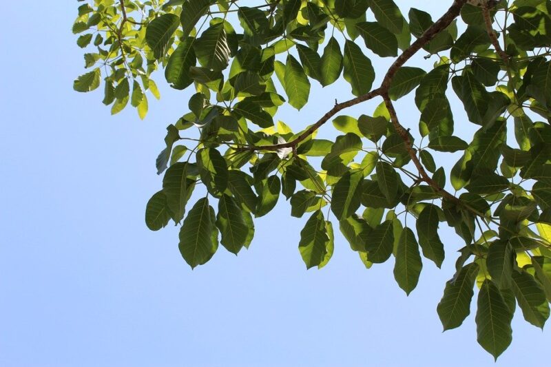 villastellone potatura siepi alberi