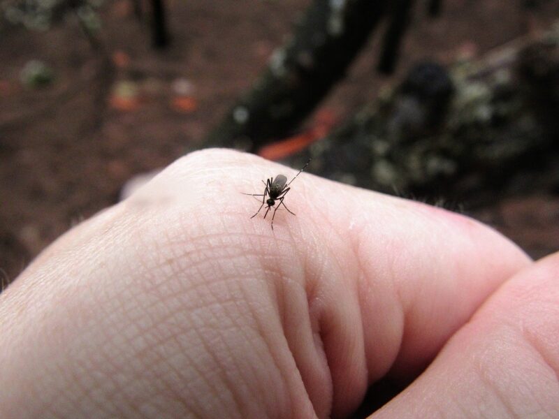 carignano lotta alle zanzare