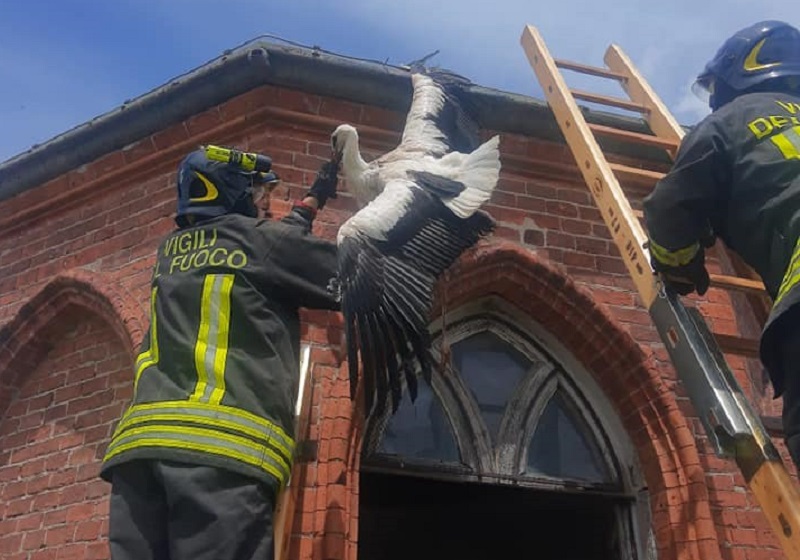 Racconigi: animali in degenza al Centro Cicogne dopo la grandinata