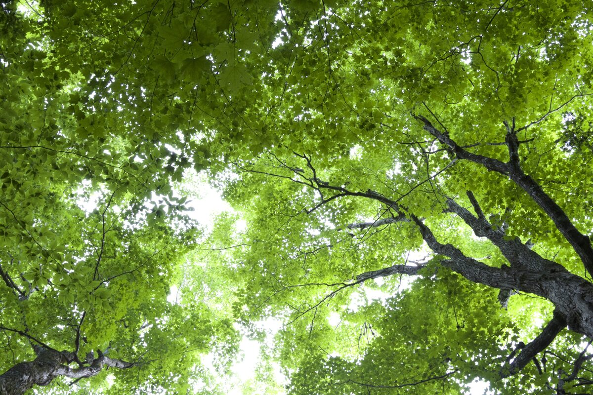 Fondi ministeriali per la riforestazione nel Carmagnolese
